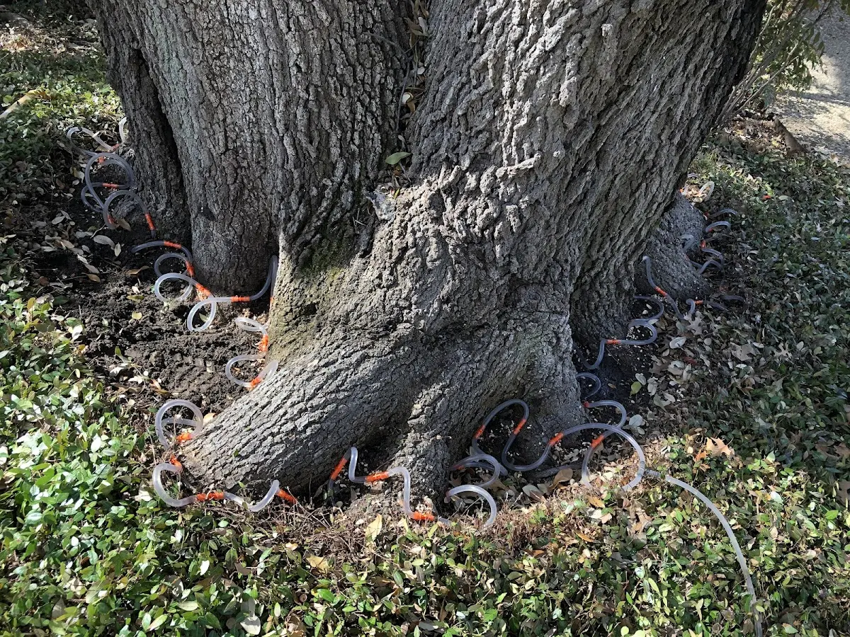 Detailed Tree Cabling and Bracing job site in Warner