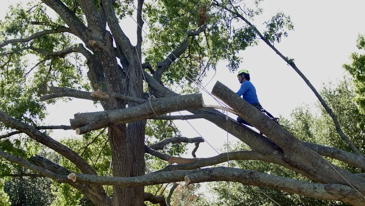 Professional Crown Thinning performed by certified arborists in Warner